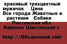 красивый трехцветный мужичок  › Цена ­ 10 000 - Все города Животные и растения » Собаки   . Ростовская обл.,Каменск-Шахтинский г.